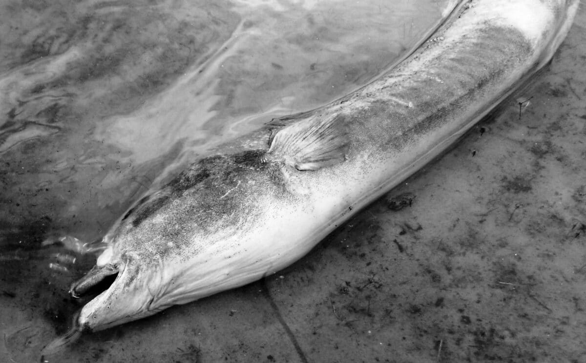 Další úhyn ryb v Dyji: „Může za to spuštění elektrárny,“ je přesvědčený rybář