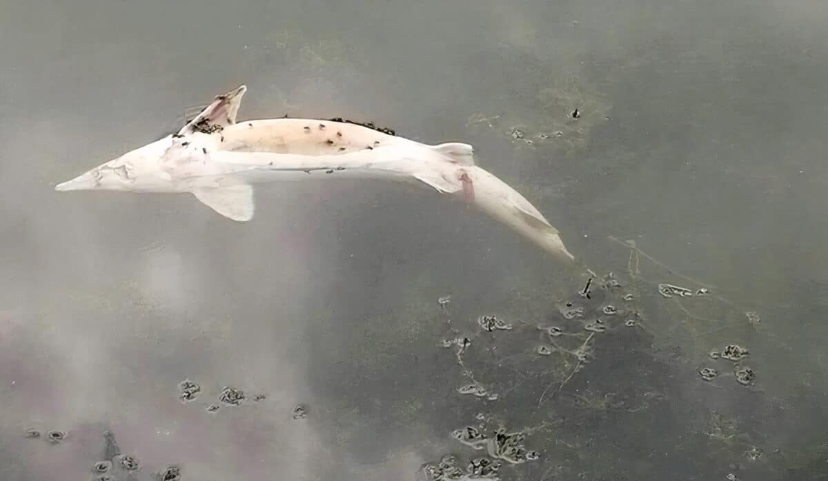 Mrtví jeseteři v Dyji: Mezi rybími zdechlinami plaval i vzácný druh ryby