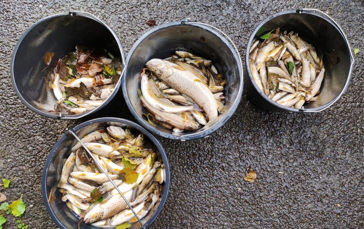 Tisíce mrtvých pstruhů: Pstruhový revír na severu Čech postihl obrovský úhyn ryb