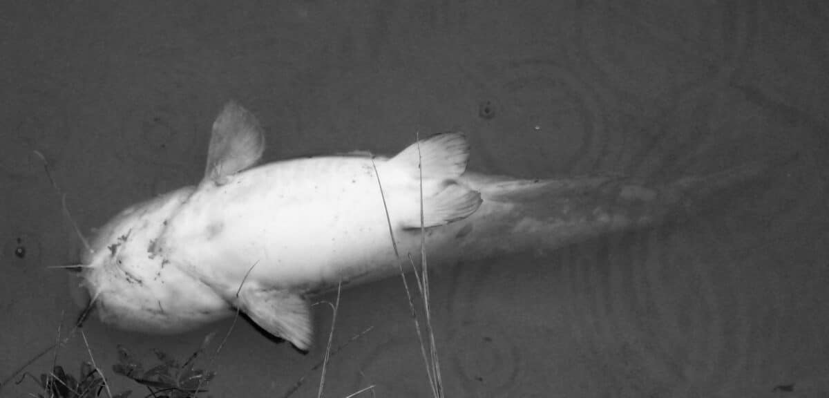 Největší úhyn ryb v historii? V řece bez kyslíku hnijí milióny mrtvých ryb
