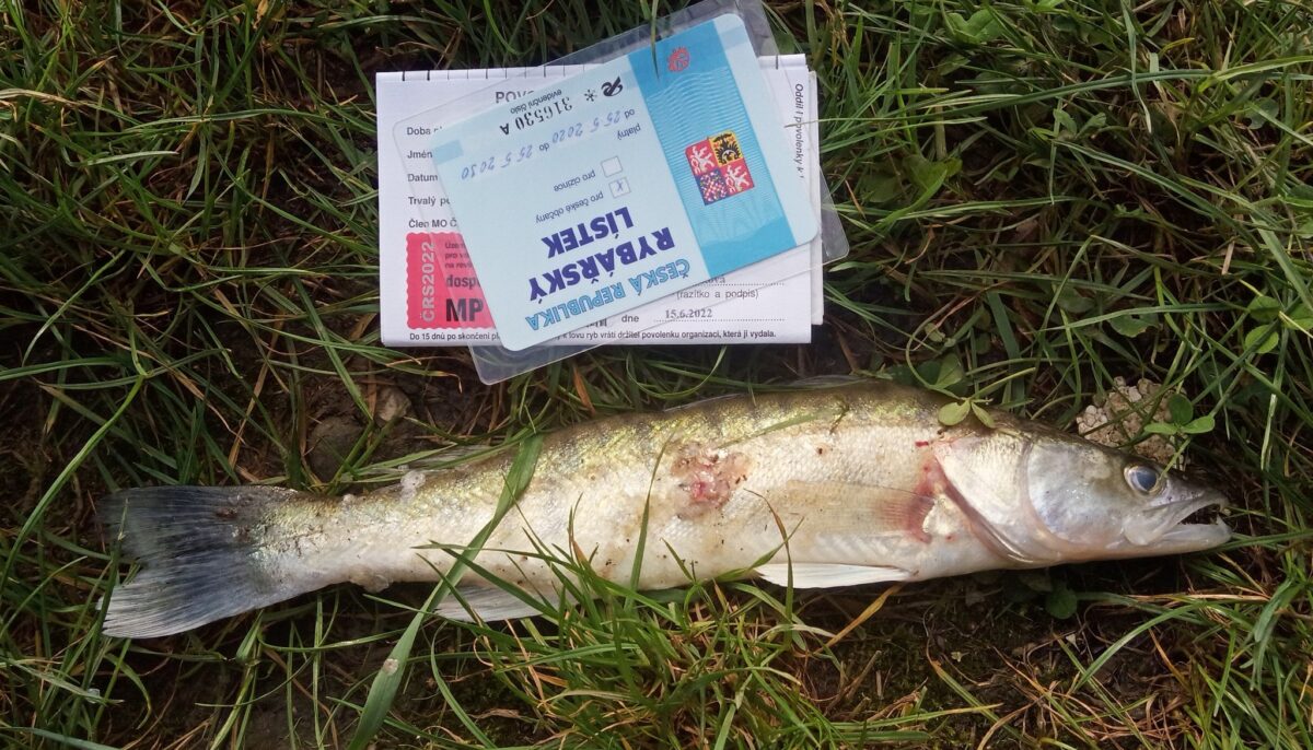 Rybář vzal 35centimetrového candáta, jiný malého sumce. Už nemají povolenky