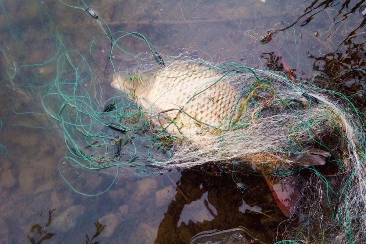 Pytláci „řádí“ na revírech: Porybní našli tenatovou síť s ulovenými rybami
