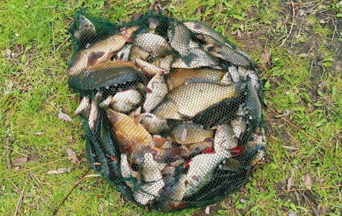 Masakr na Pálavě: Profesionální rybářská stráž likviduje pytláky na „Mlýnech“