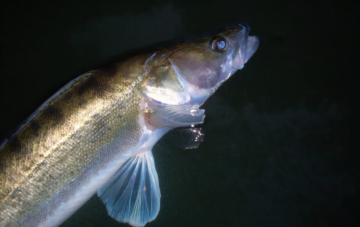 Lov candáta na rybku: Chytrá vychytávka, díky které neunikne žádný záběr