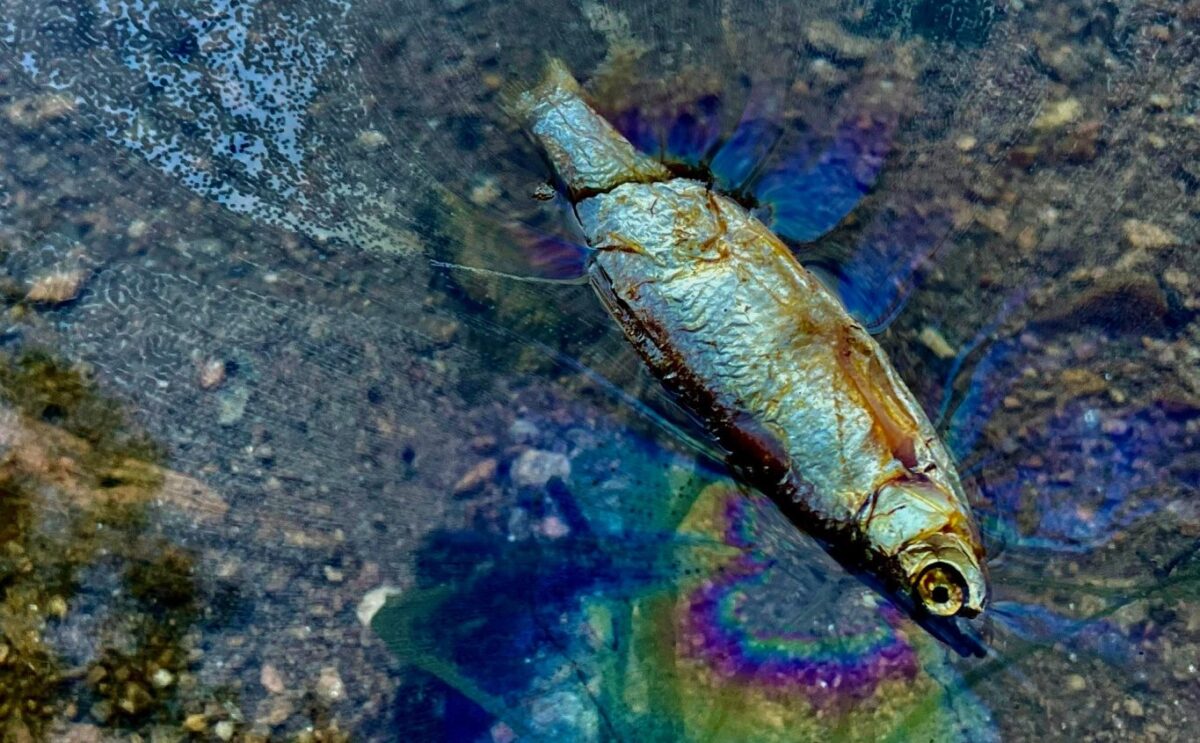 Trumf na dravé ryby: Vznášivé mrtvé rybičky naložené v páchnoucím dipu
