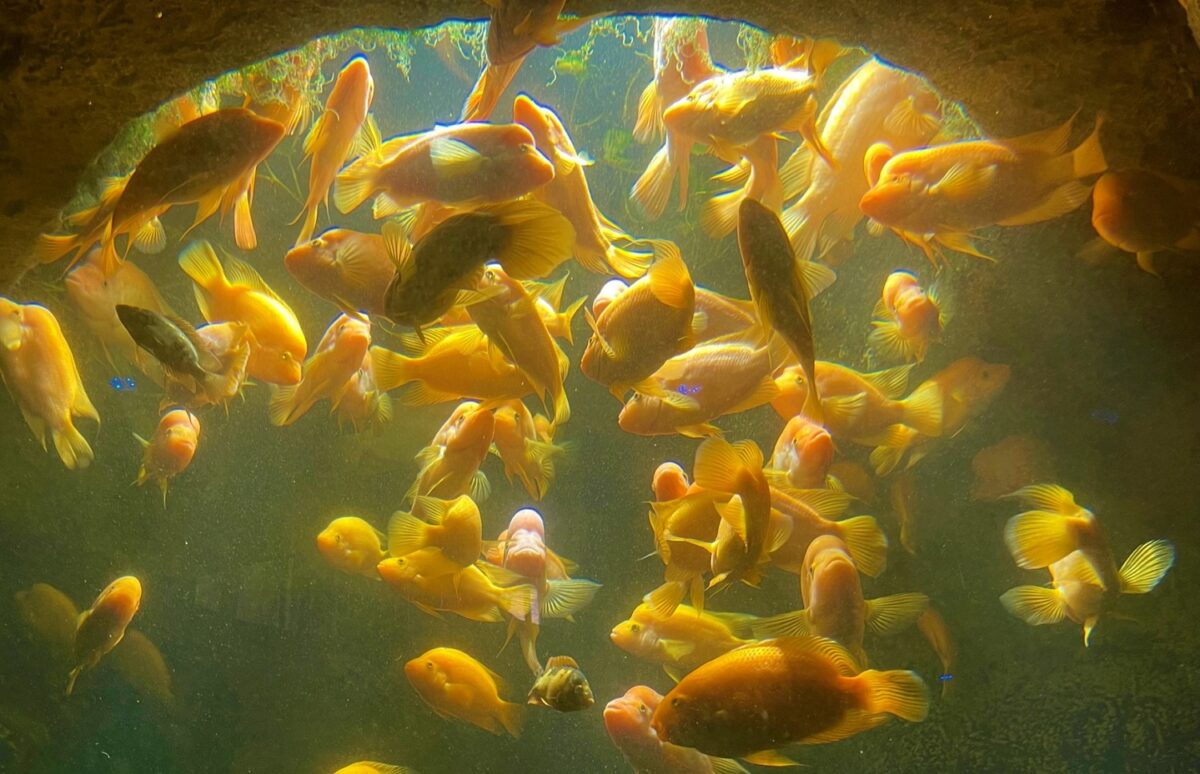 Akvárium s 1 000 000 litrů vody prasklo. Aktivisté podají trestní oznámení