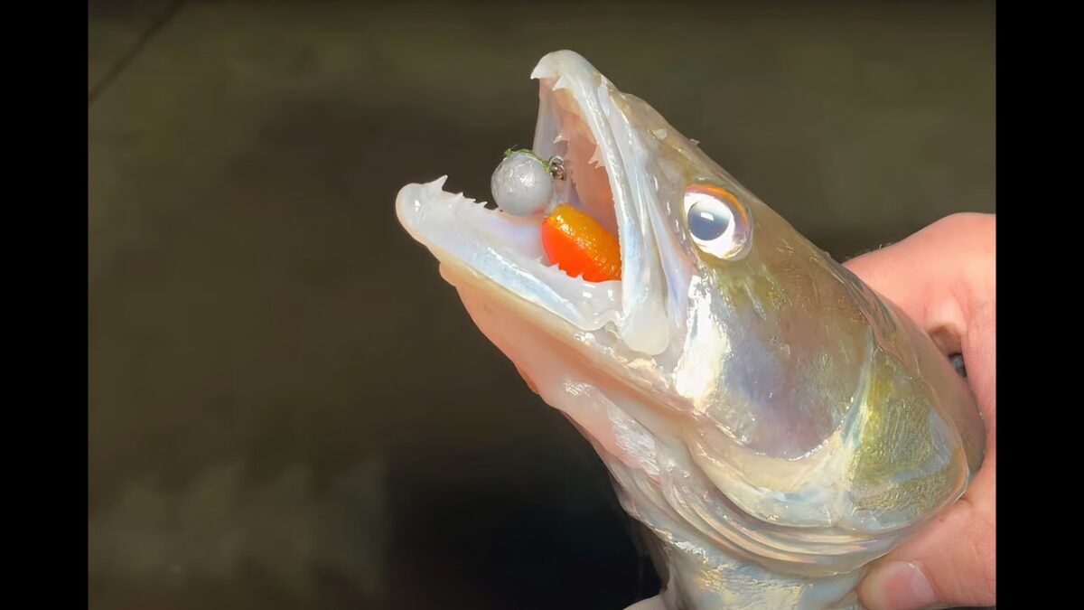Trumf na dravé ryby: páchnoucí Predator Booster smrdí jako mrtvá ryba