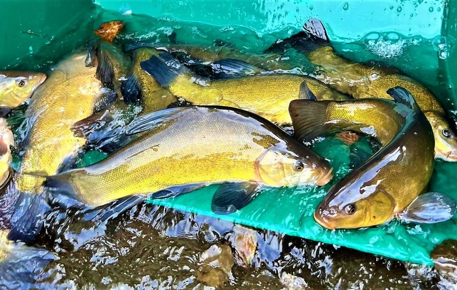 Rybáři vysadili o 800 000 kusů více ryb, než jim stanovuje zarybňovací plán