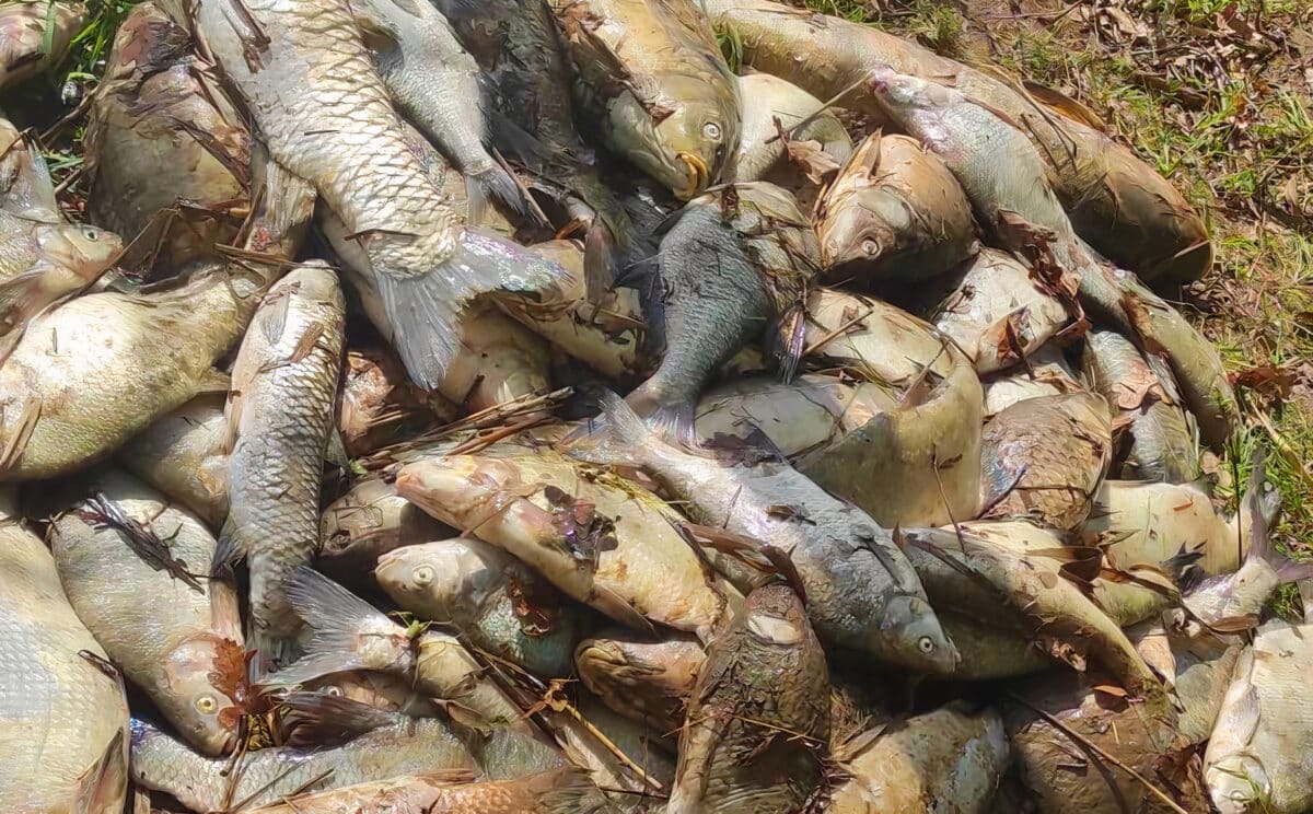 Masakr ryb: do revíru natekly asi fekálie. Zatím stovky kilo mrtvých ryb