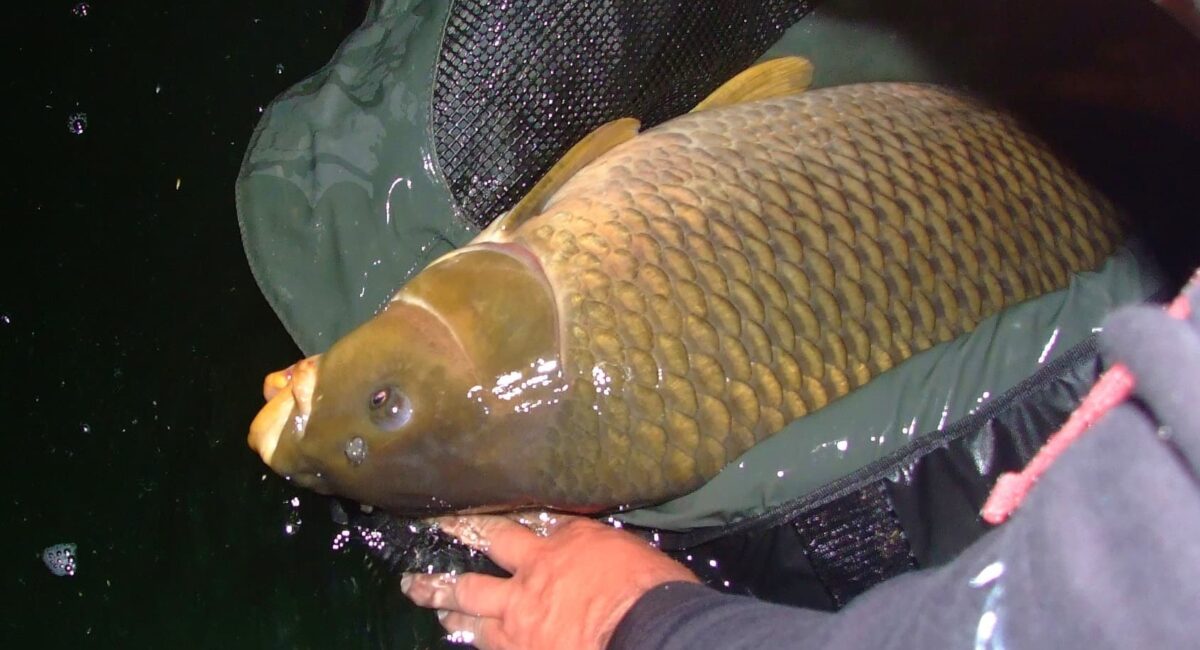 Kapr šupináč o váze přes 40 kilogramů: rybář stanovil nový rekord jezera