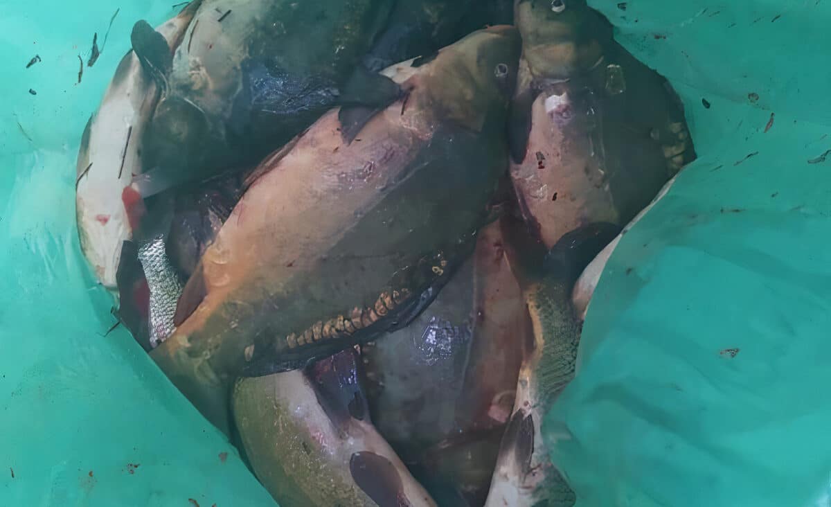 Masakr ryb na Moravě: pytláci měli v igelitce 15 ryb. Dopadli je strážníci