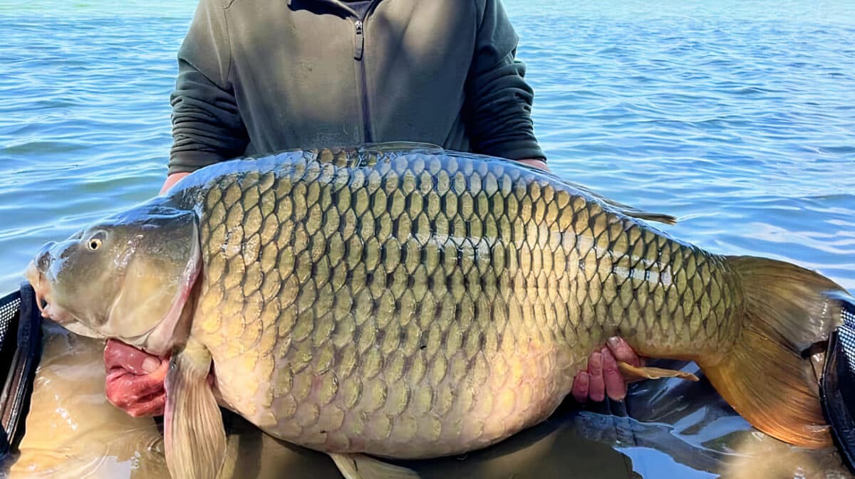 Obrovský kapr z Česka: rybář chytil na jezeře šupináče o váze přes 34 kilo