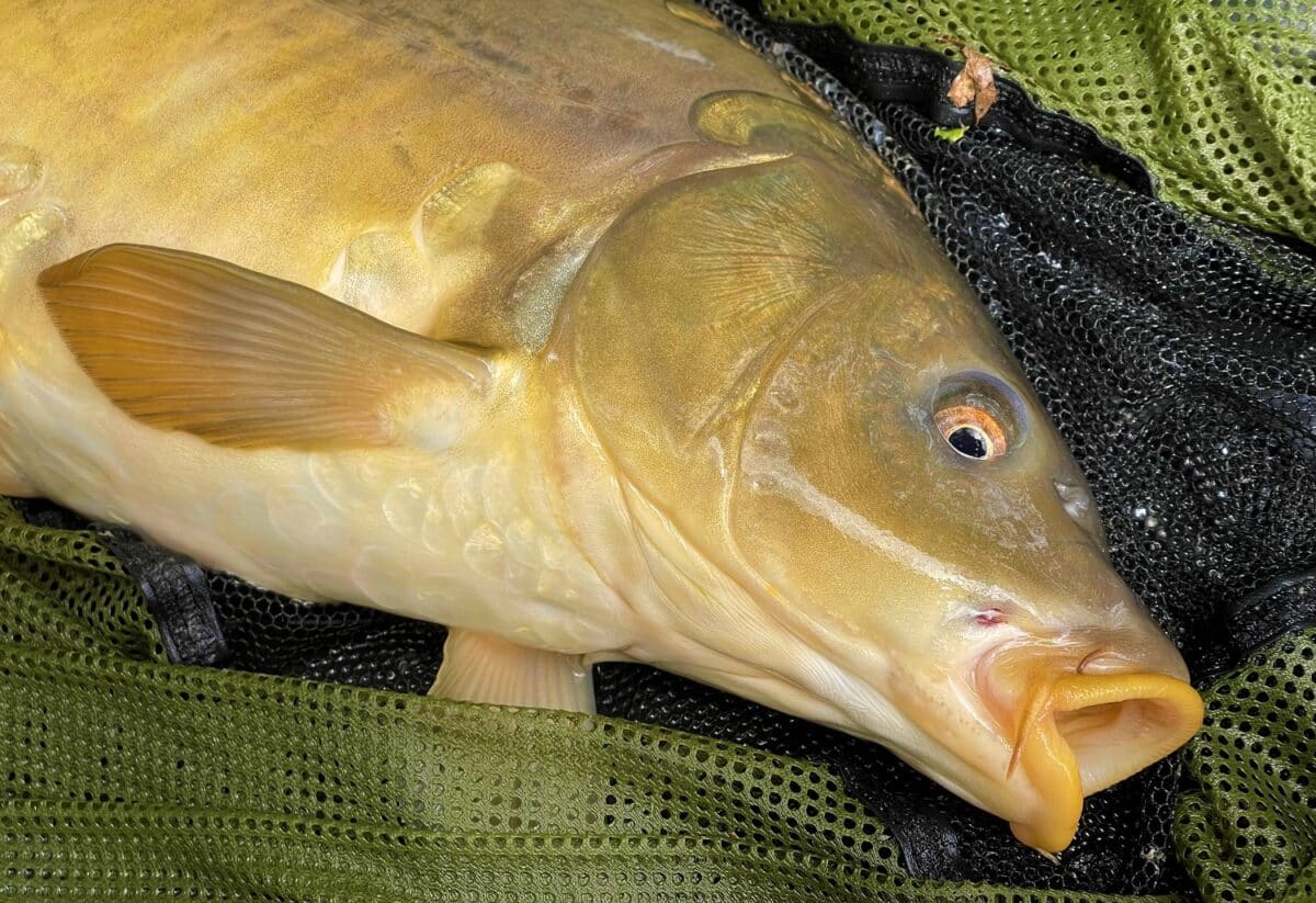 Kapr snů: rybář ulovil giga lysce o váze 34 kilo. O rybu málem přišel