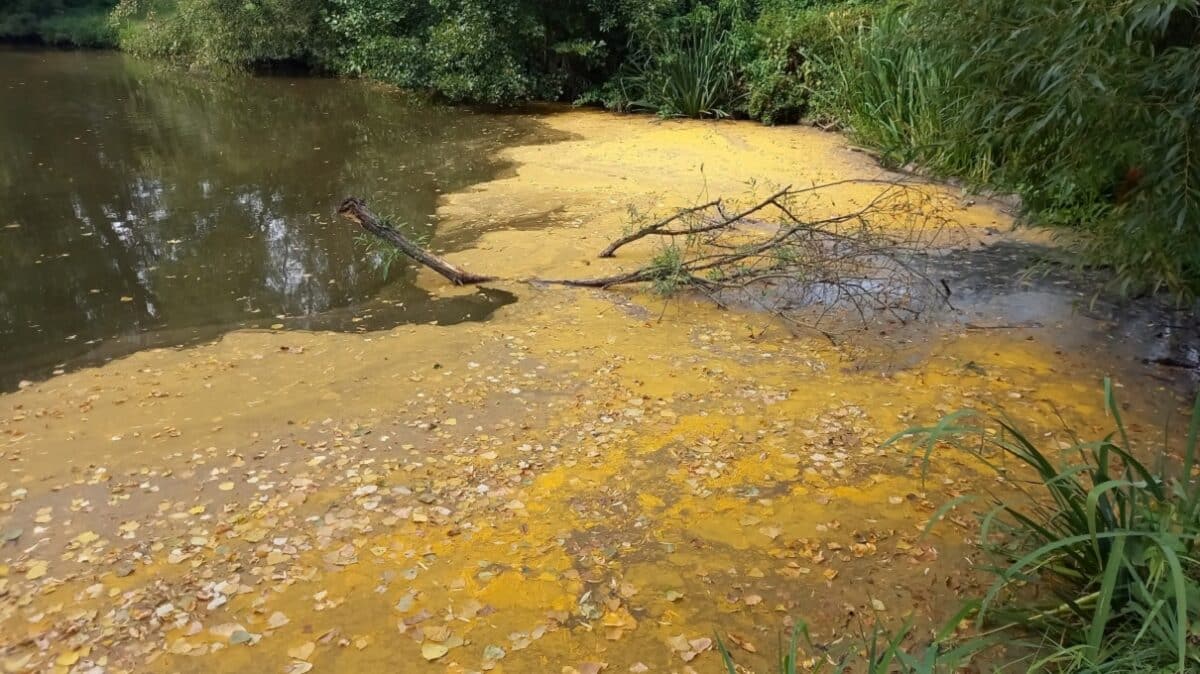 Žádnou paniku: žluté skvrny ve Vltavě nebo Berounce nejsou toxická látka