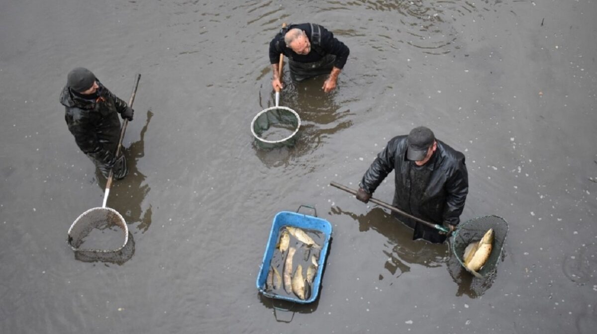 Stěhování ryb: rybáři vyloví ryby z revíru. Vypustí se kvůli odbahnění