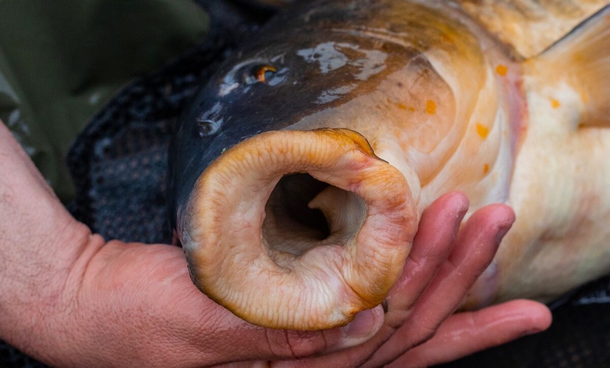 Neviditelný návazec na kapry FOX: trumf na zkušené ryby do čisté vody