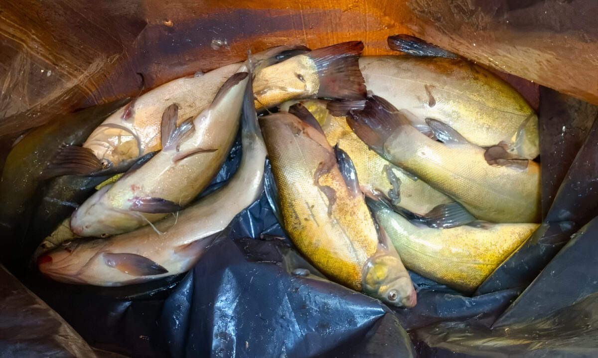 Rybí masakr: rybář měl v igelitovém pytli 11 živých línů. Byl agresivní