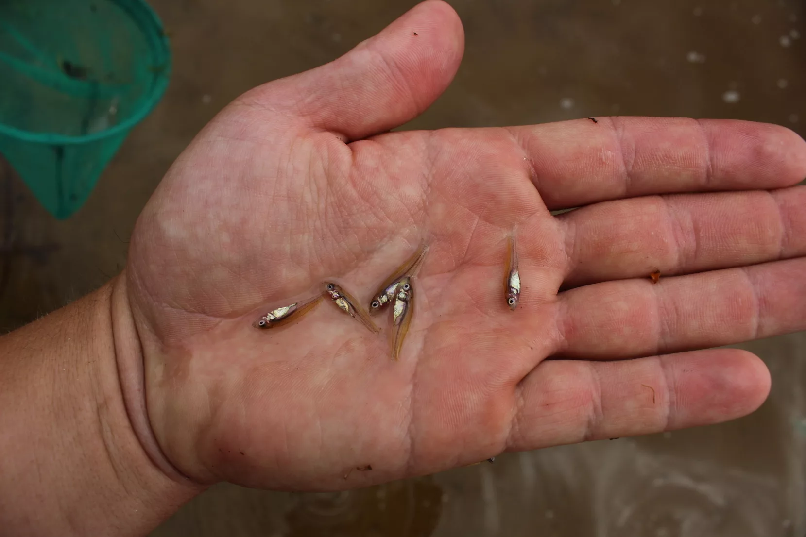 Učíme se v Třeboni: Typy výtěrů ryb v našich vodách