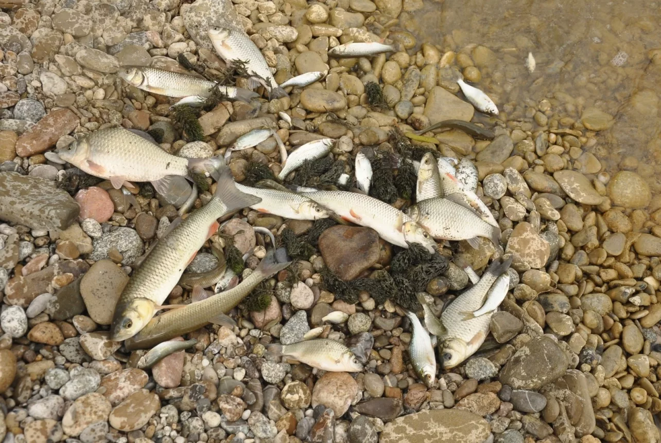 Rybí pasti – šance pro pytláky