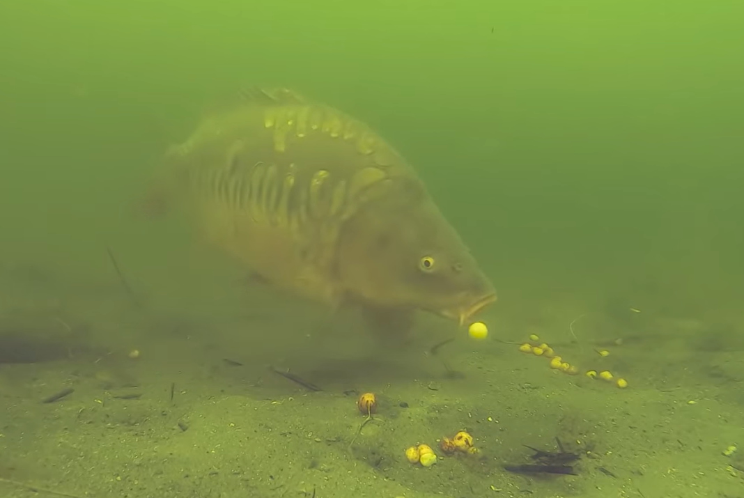 Video: Takhle to vypadá pod vodou, když berou kapři nástrahy!