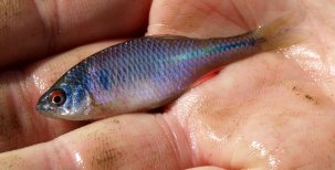 Biologie ryb – Rozmnožování