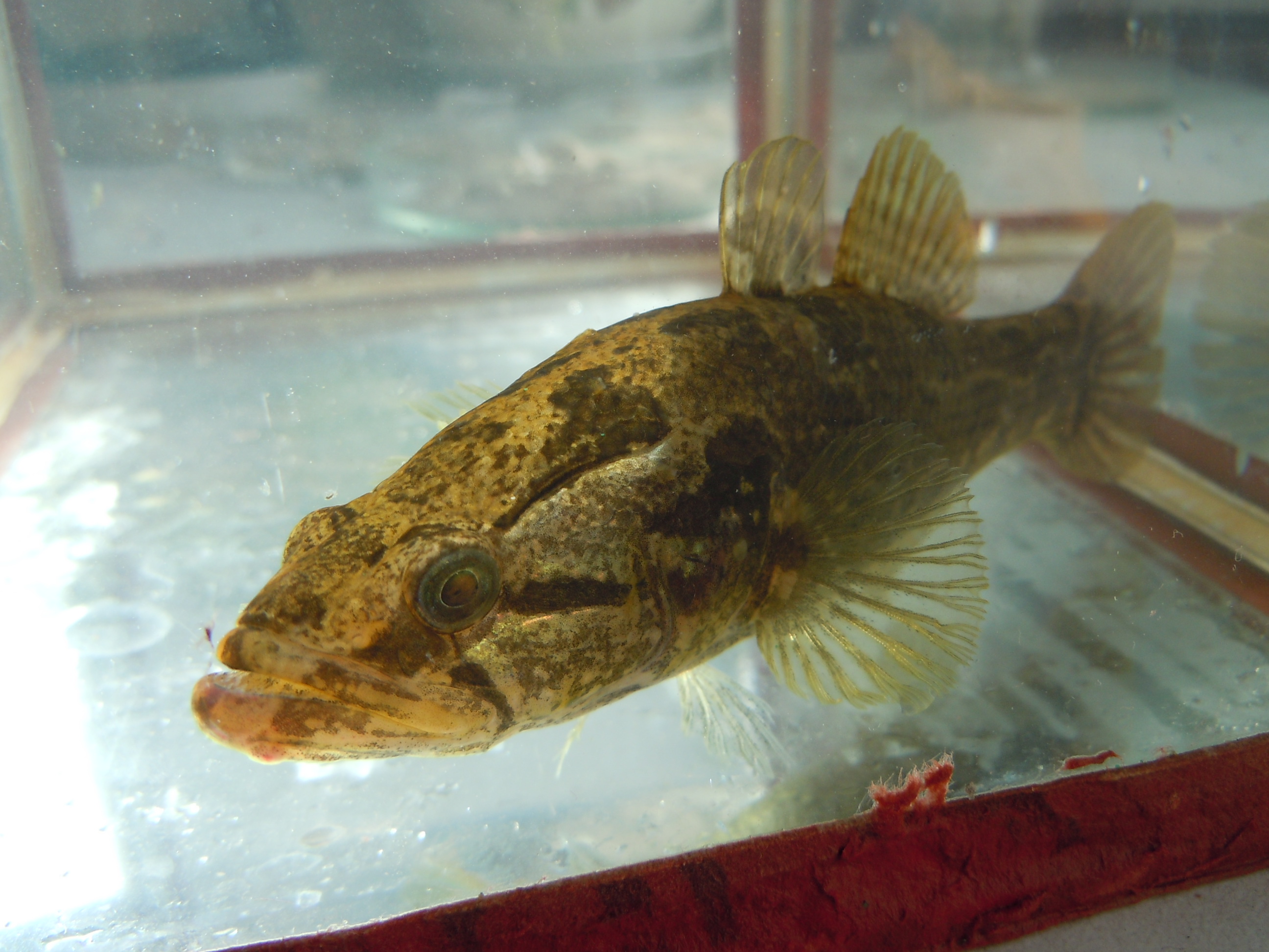 V České republice se objevil nový invazní nepůvodní druh ryby – hlavačkovec Glenův