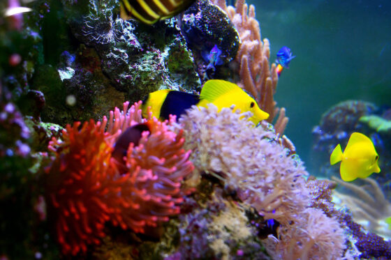 Akvárium a mořské ryby
