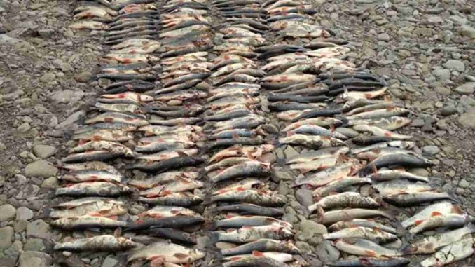 Policie dopadla pachatele rybího masakru na Slovensku