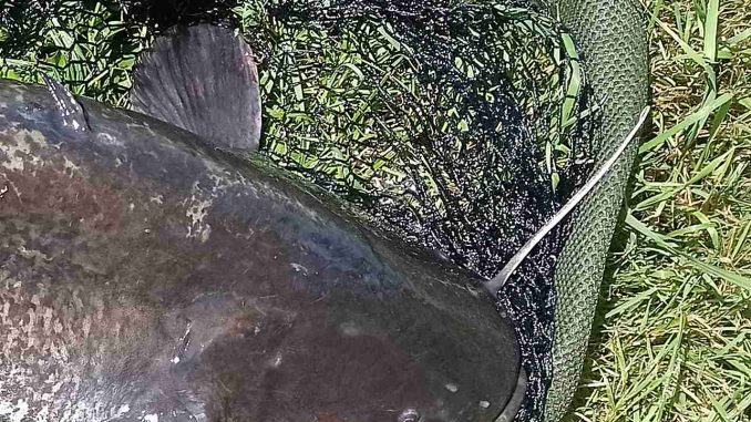 Další trofejní sumec z malé vody: 222 cm dlouhá ryba ulovena v Lanškrouně