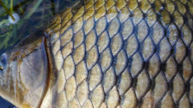Kapr Pápa opět uloven: trofejní ryba ze Štítu váží 34,10 kg