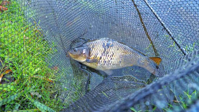 Povolenka za 5 tisíc ročně na chovný rybník: v Plzni lákají zájemce na “těžbu ryb”