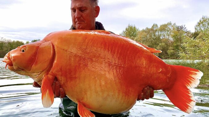 Oranžového 30 kg kapra ulovili ve Francii, nosí jméno Mrkev (VIDEO)