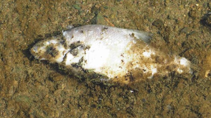 Úhyn ryb na revíru 471 084 v Karviné