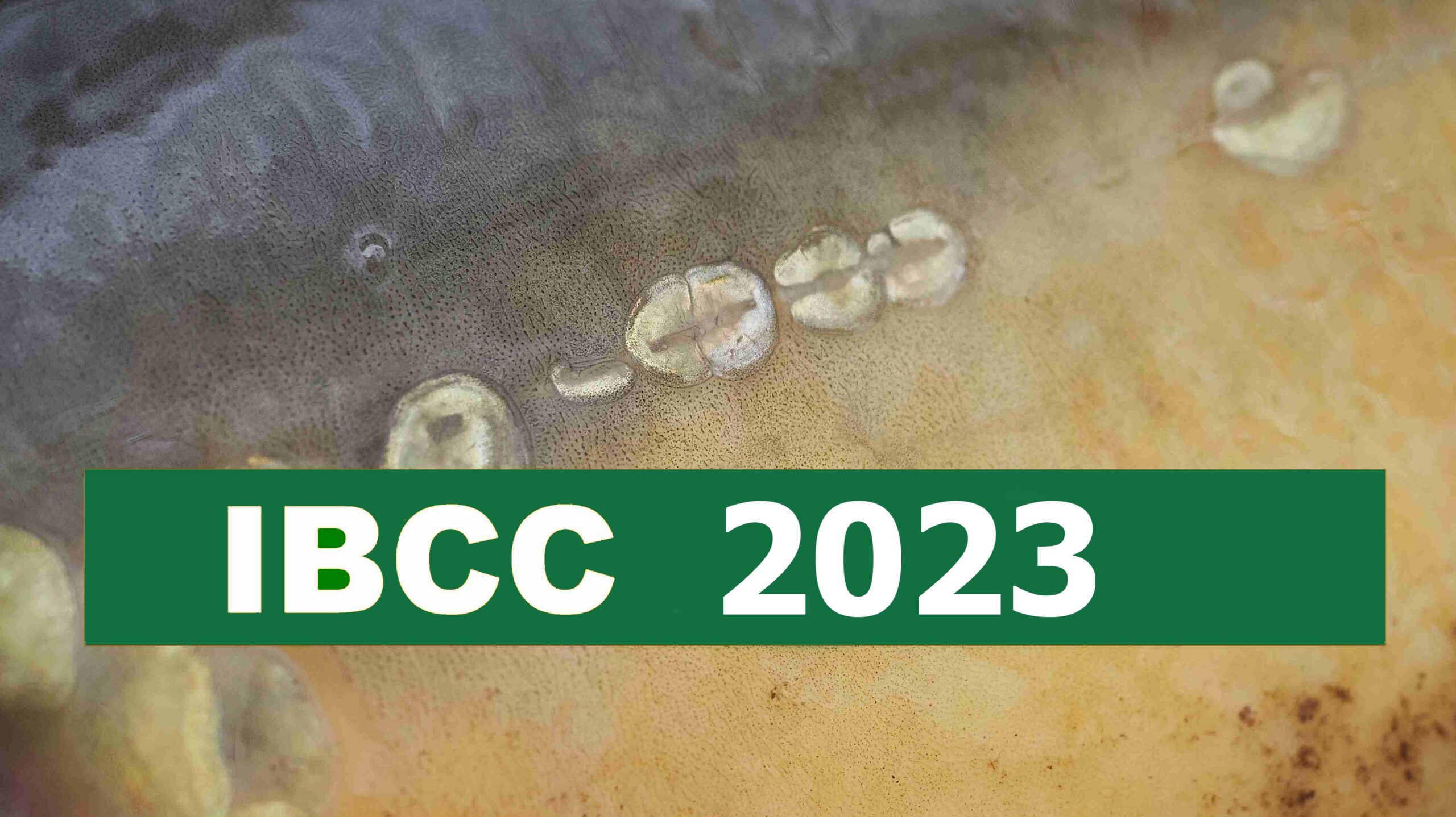 Na Balatonu začíná IBCC 2023: na první nához čeká tisícovka rybářů