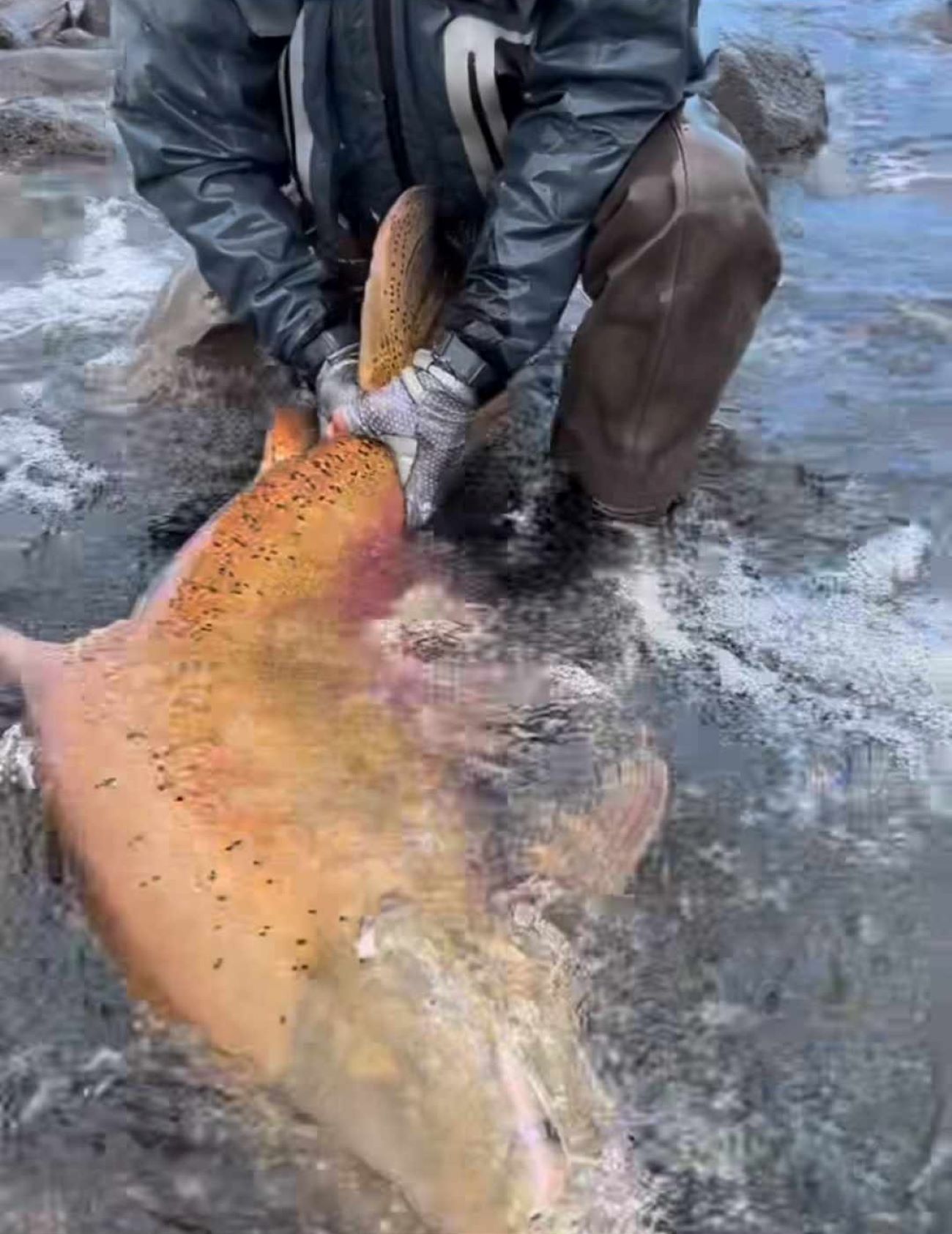 V Patagonii ulovili obřího lososa, podívejte se na video