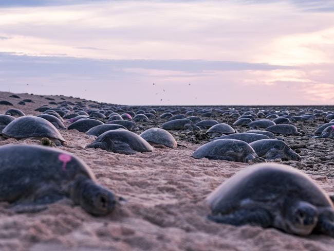 OBRAZEM: Vědci využili drony k počítání malých želv na Velkém bariérovém útesu