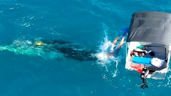 Muž osvobodil velrybí mládě ze sítě na žraloky. Hrozila mu za to pokuta přes 670 tisíc Kč