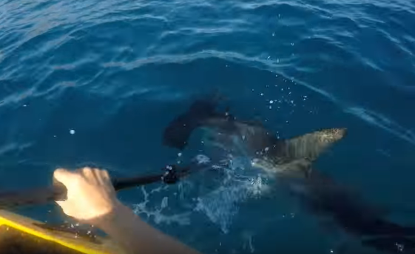 VIDEO: Žralok zaútočil na rybáře. Ten měl na obranu jen pádlo!