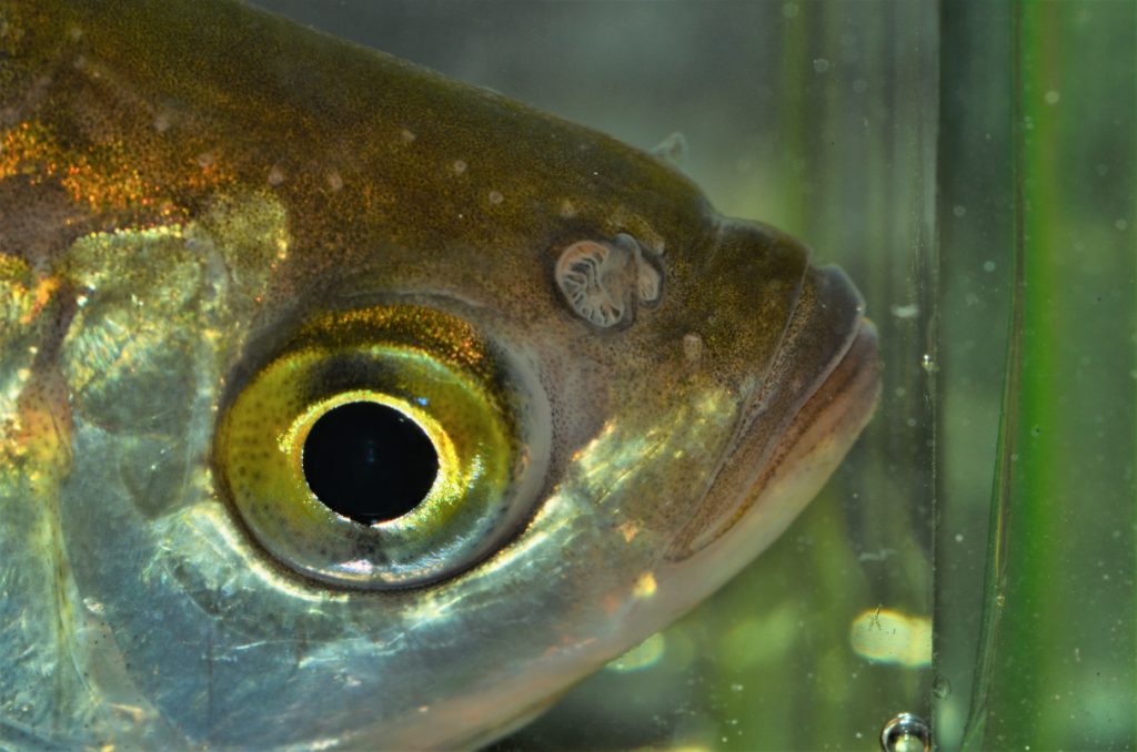 Poraněná ryba od dravce varuje chemickou signalizací ostatní. Co z toho plyne pro rybáře?