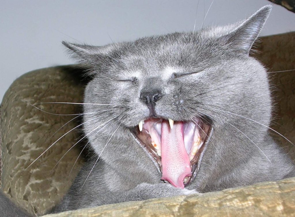 OBRAZEM: O čem sní dalmatské kočky? O humrech určitě ne!