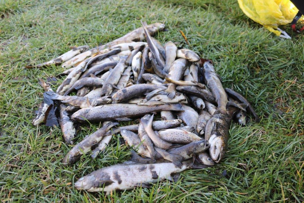 V Tiché Orlici ubývají ryby, potvrdila Agentura ochrany přírody a krajiny