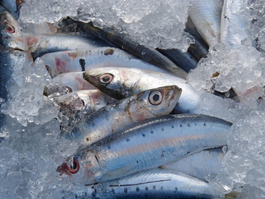 Američtí dietologové mají nový tip: sardinková dieta!