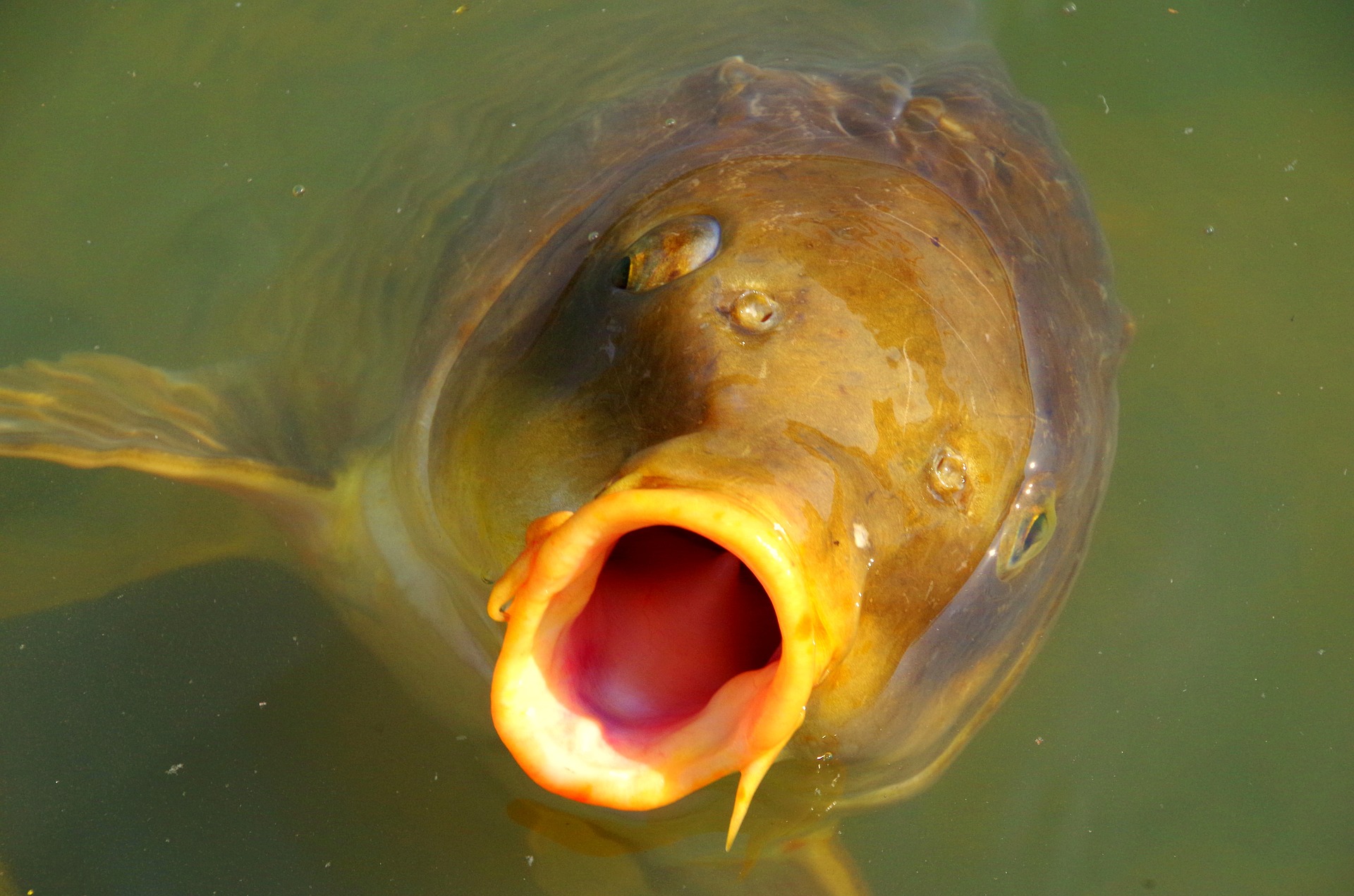 Рыба с открытым ртом
