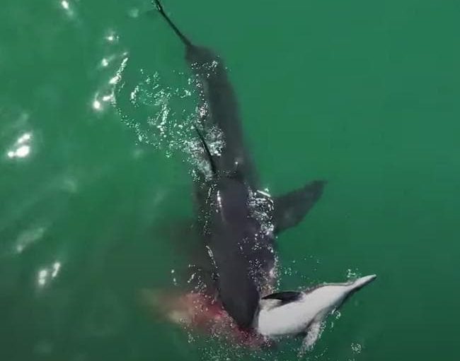 Dechberoucí podívaná, delfín podlehl útoku žraloka