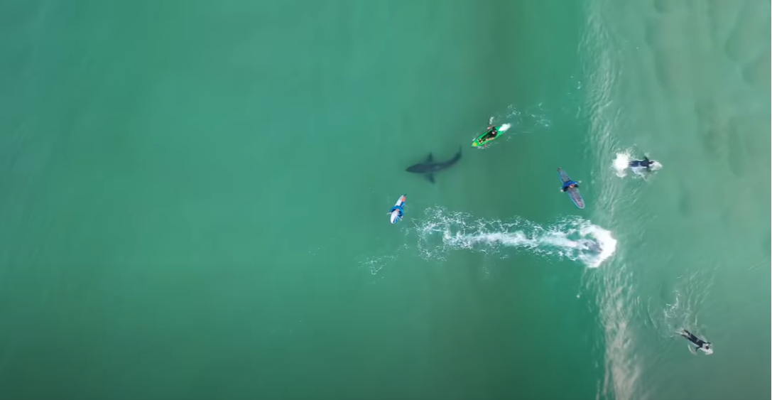 Děsivé záběry z dronu! Měli surfaři štěstí, nebo byl žralok jen zvědavý?