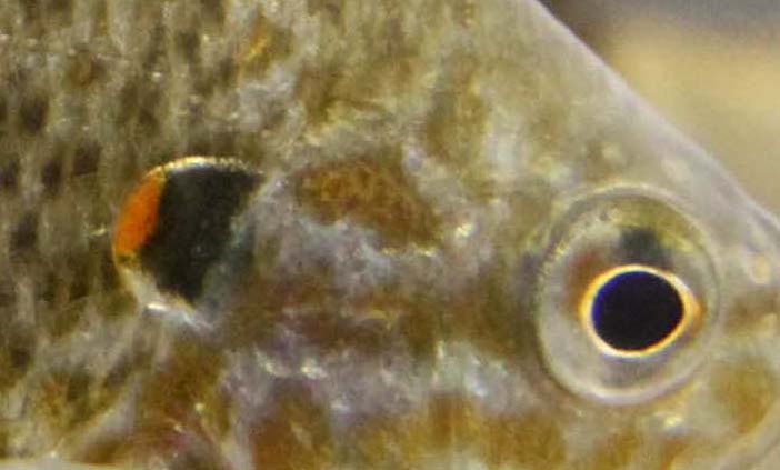 Kterým rybám patří tyto oči?