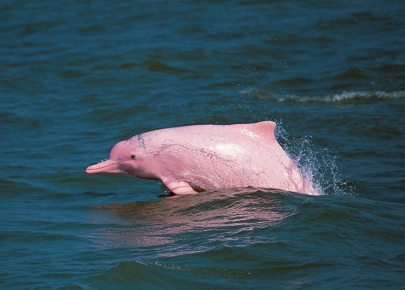 Vzácný růžový delfín se vrátil do Hongkongu. Může za to koronavirus