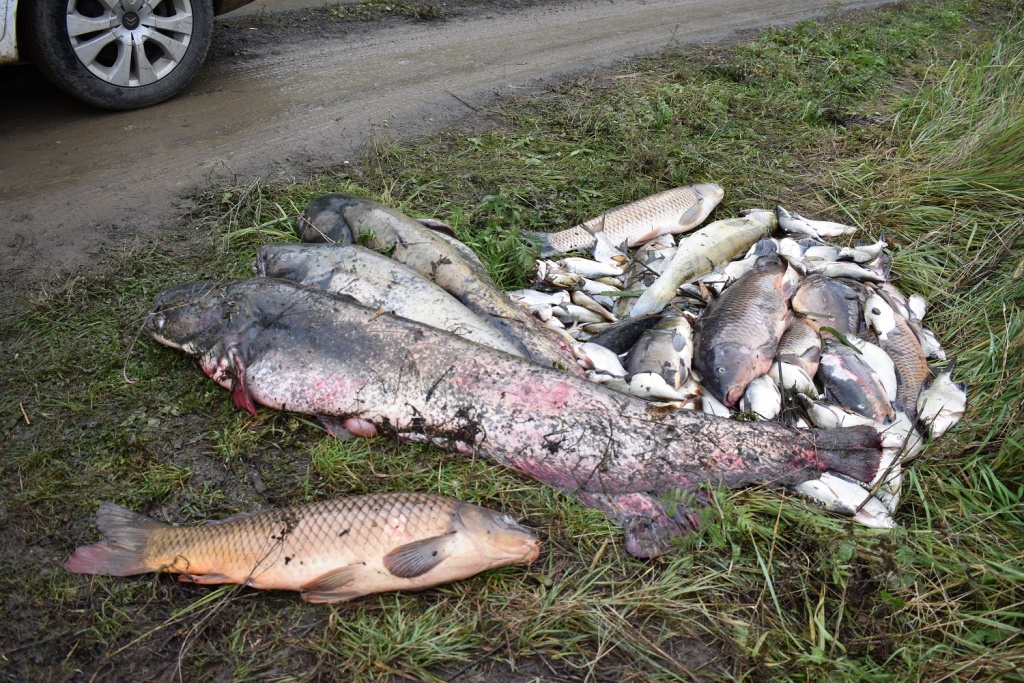 Hromadný úhyn ryb na revíru Bílina 6. Rybáři vyhlásili zákaz rybolovu
