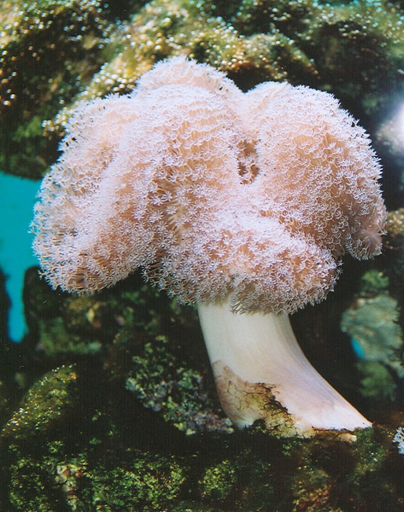 Kde a jak se hledají korály