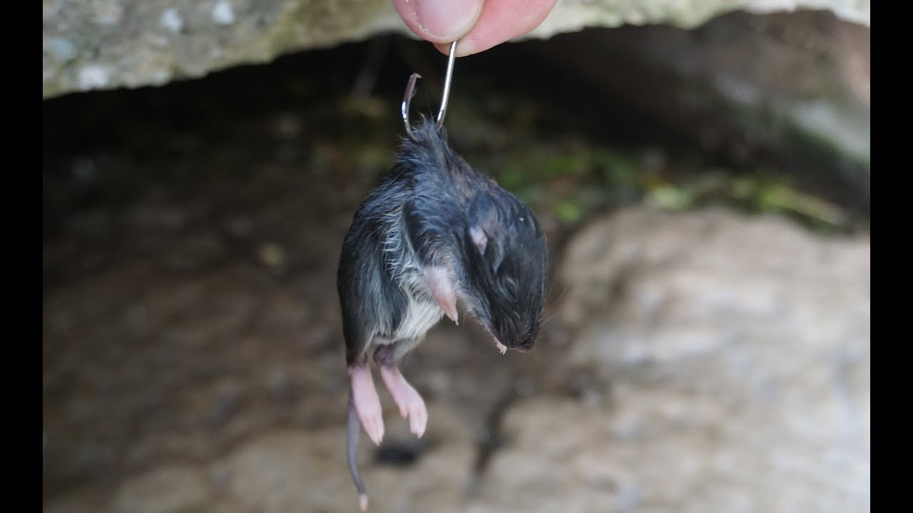 Rybář vláčel mrtvou myš. Jakou rybu ulovil?